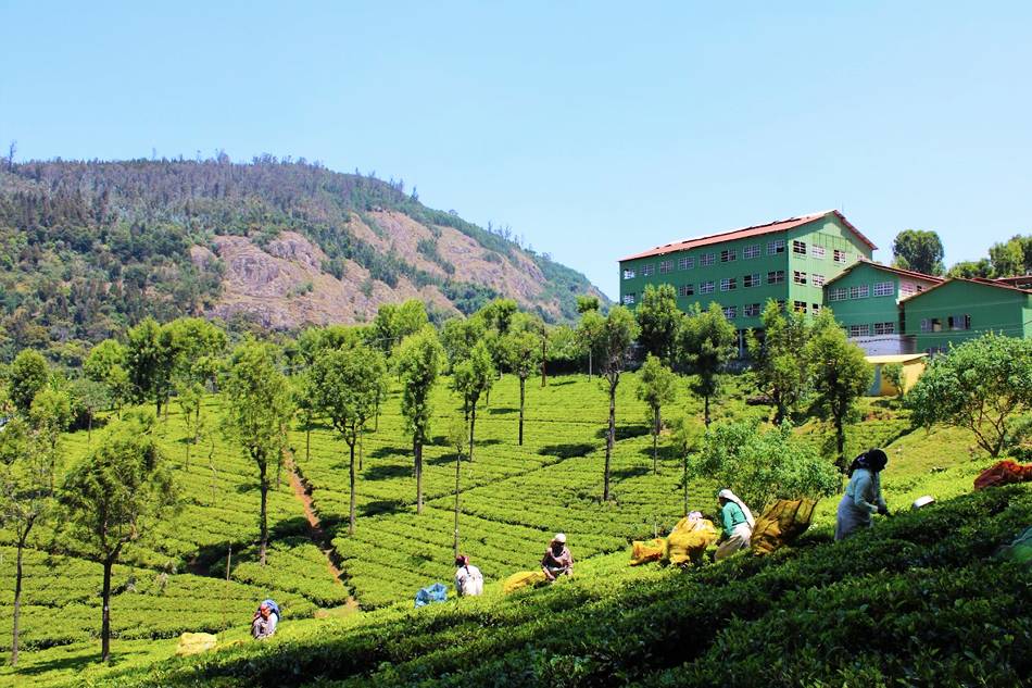Bench Mark Tea Factory – Hill-station to Explore 