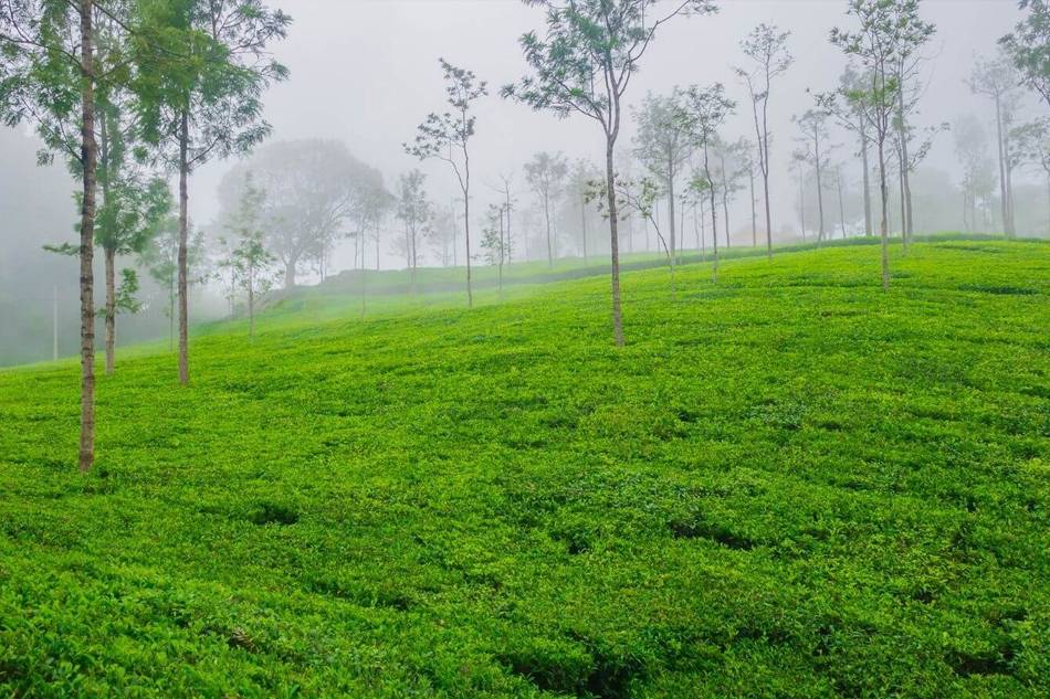 Beauty of Tea Plantations - Roam Around